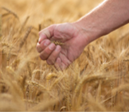 Wheat