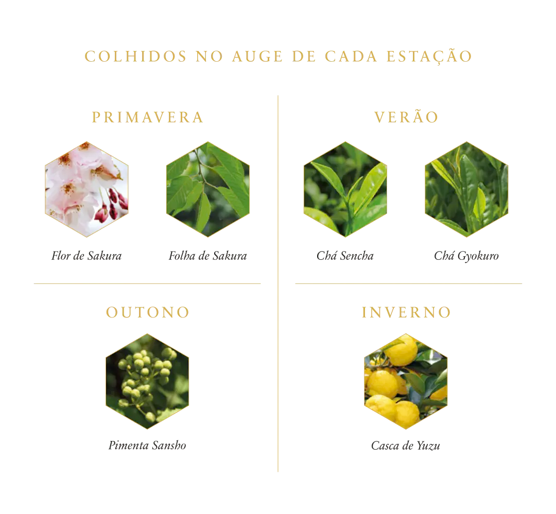 files/BOTANICOS_4_Marca_Mobile_ROKU_copia_2.webp
