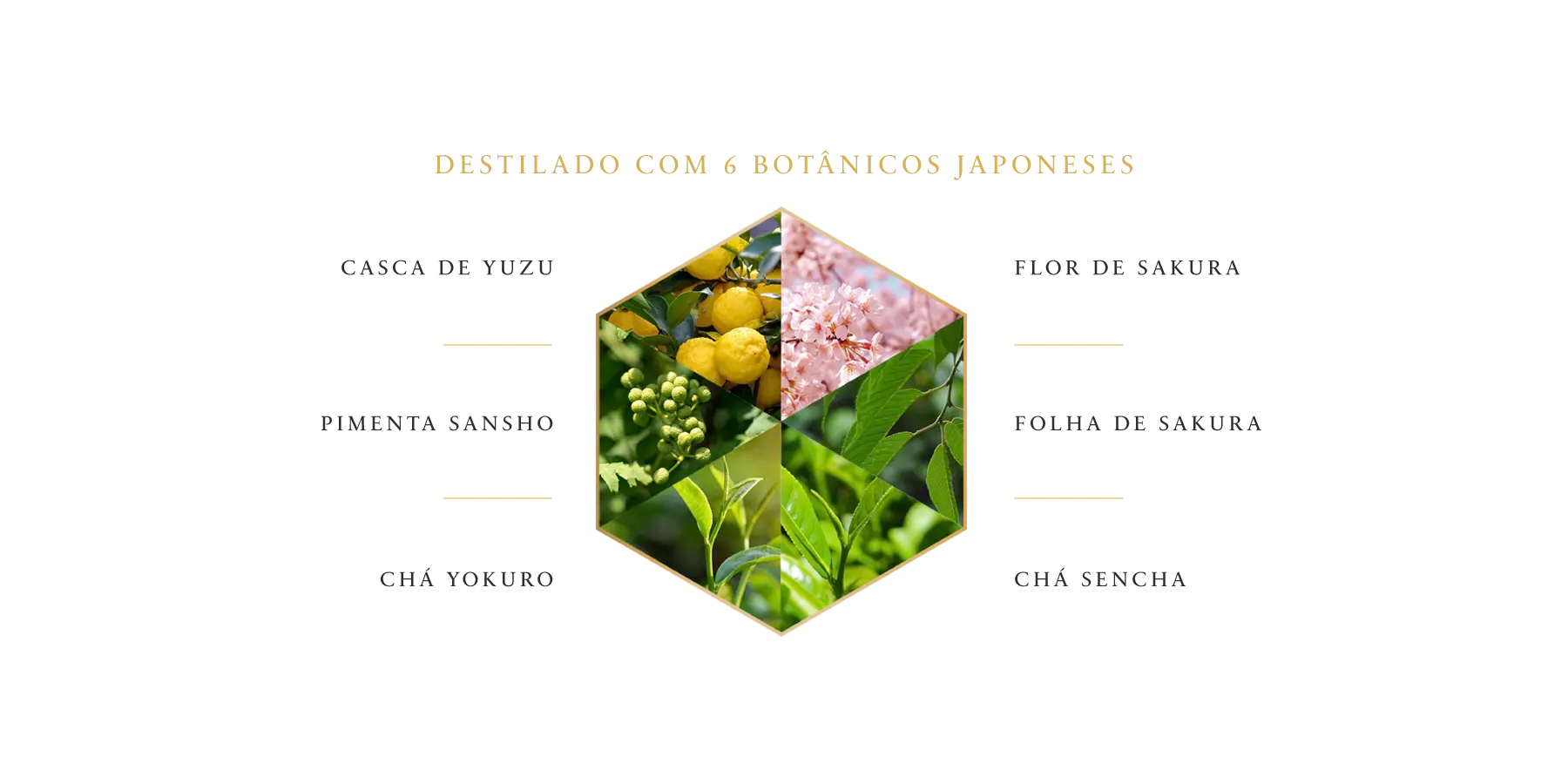 files/BOTANICOS_4_Marca_ROKU_copia.webp