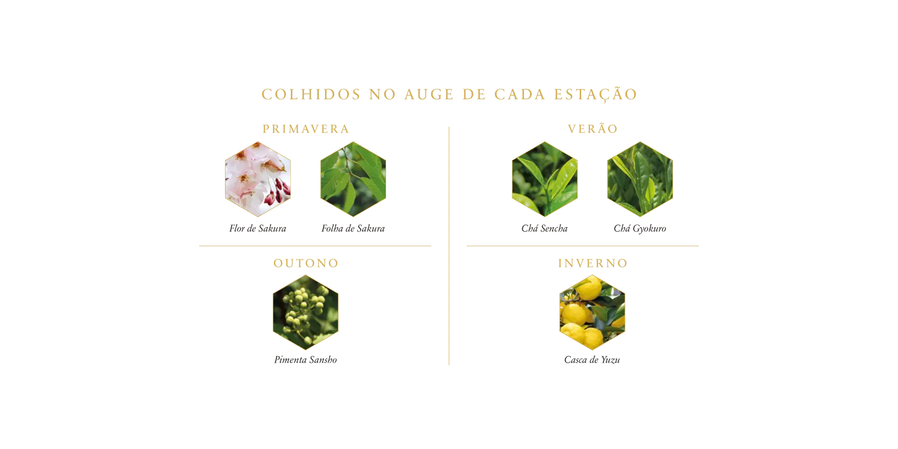 files/BOTANICOS_4_Marca_ROKU_copia_2.webp